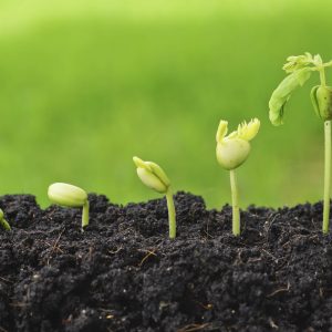 engrais organiques - fertilisants - culture